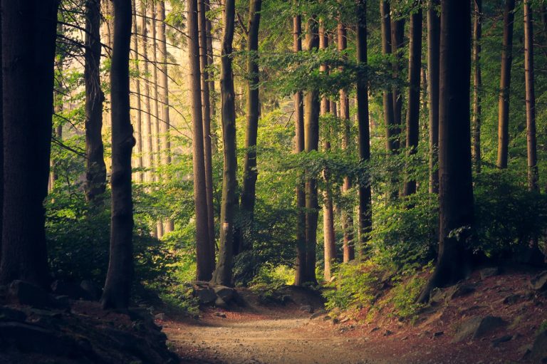 Bospad tussen jonge bomen